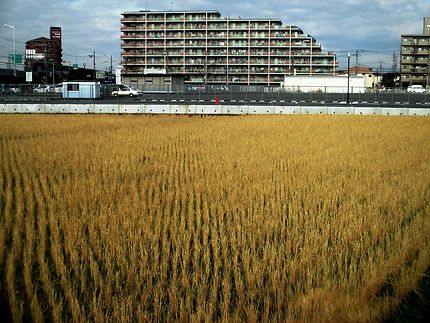 Petit champs de riz en hiver