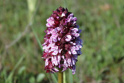 Orchis (orchidées sauvages)