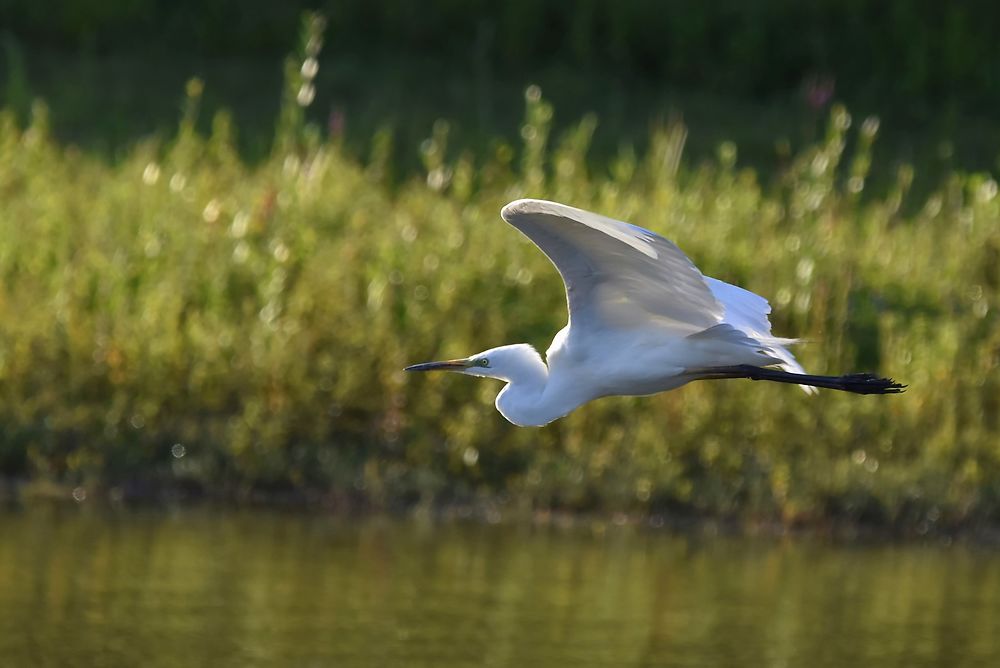 Grande aigrette