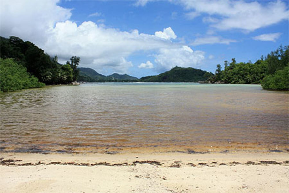 Mangrove cap matoopa