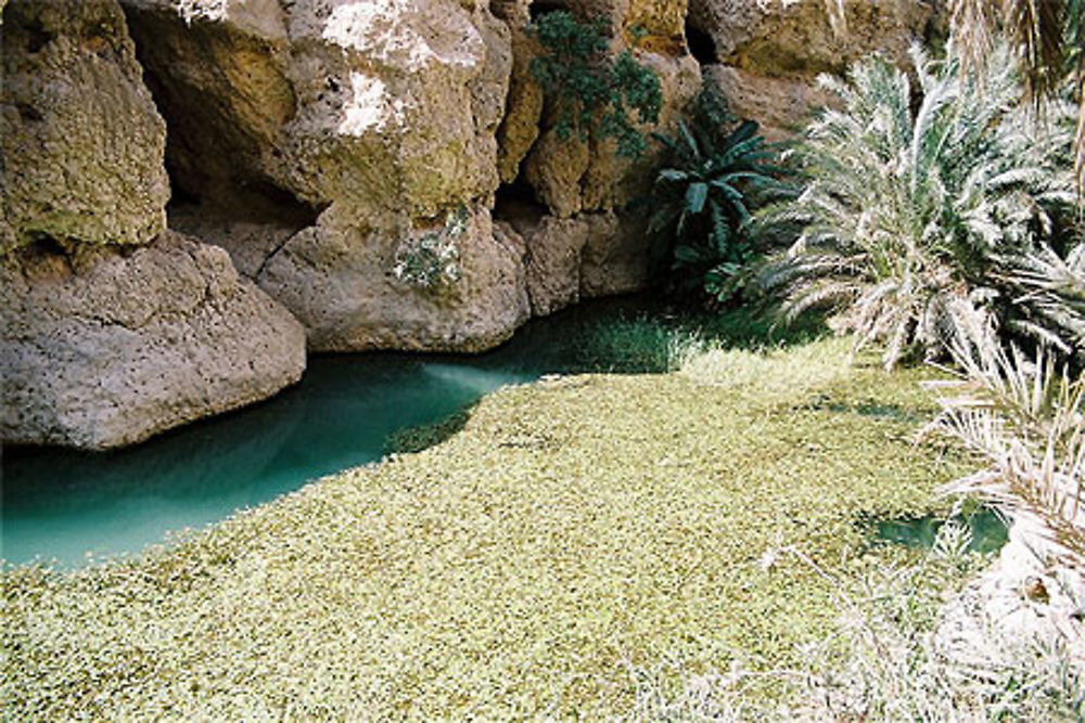 Piscine naturelle