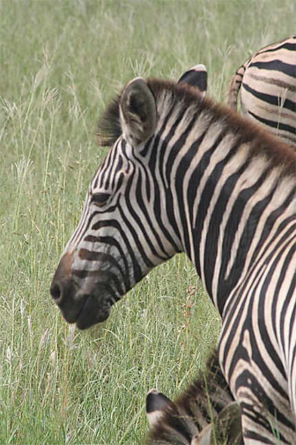 Les zébres du parc Kruger