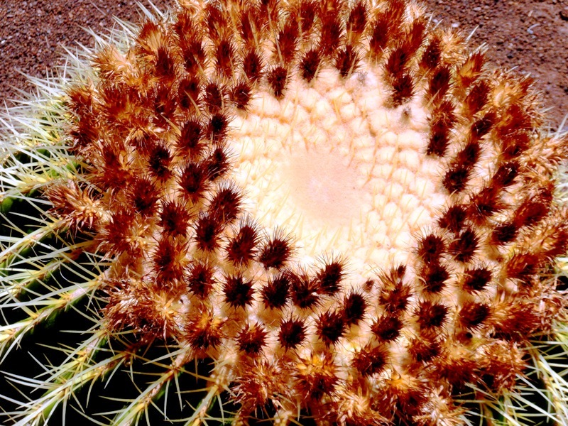 Coussin de bellemère Plantes Fleurs Maspalomas Grande Canarie — free download