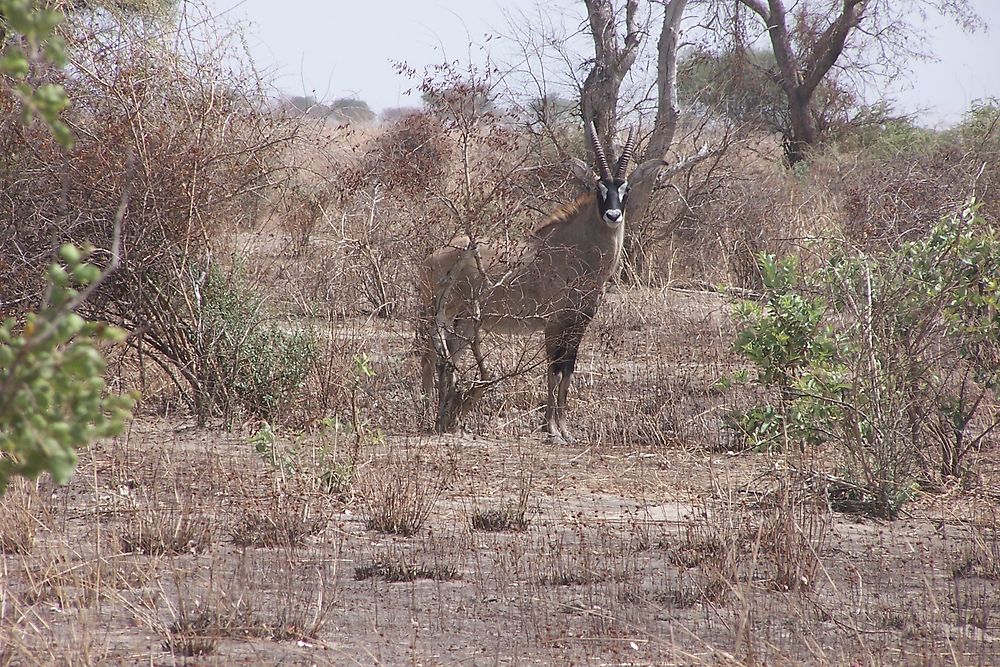 Parc de Waza dans le nord du Cameroun