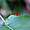 Petite grenouille verte 