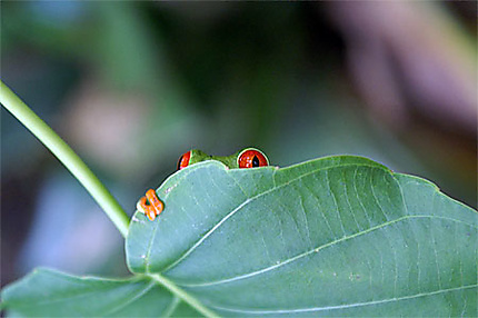 Petite grenouille verte 