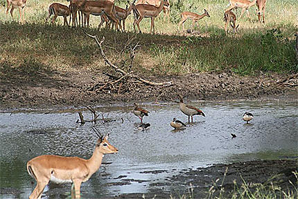 Près d'une mare au parc Kruger