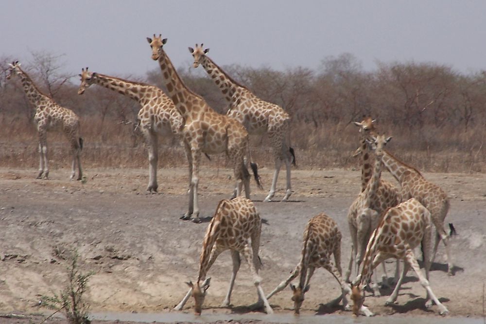 Parc de Wasa dans le nord du Cameroun