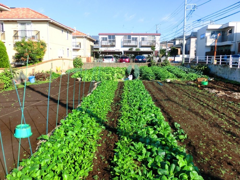 Jardin potager