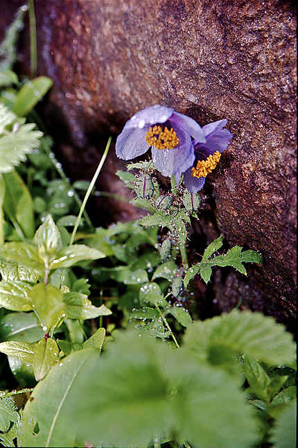 Pavot bleu de l'Himalaya