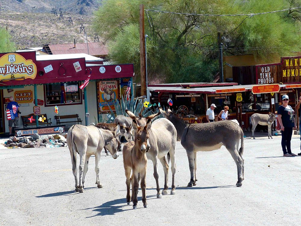 Oatman 