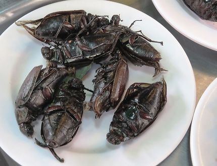 Guide des insectes comestibles de Thaïlande