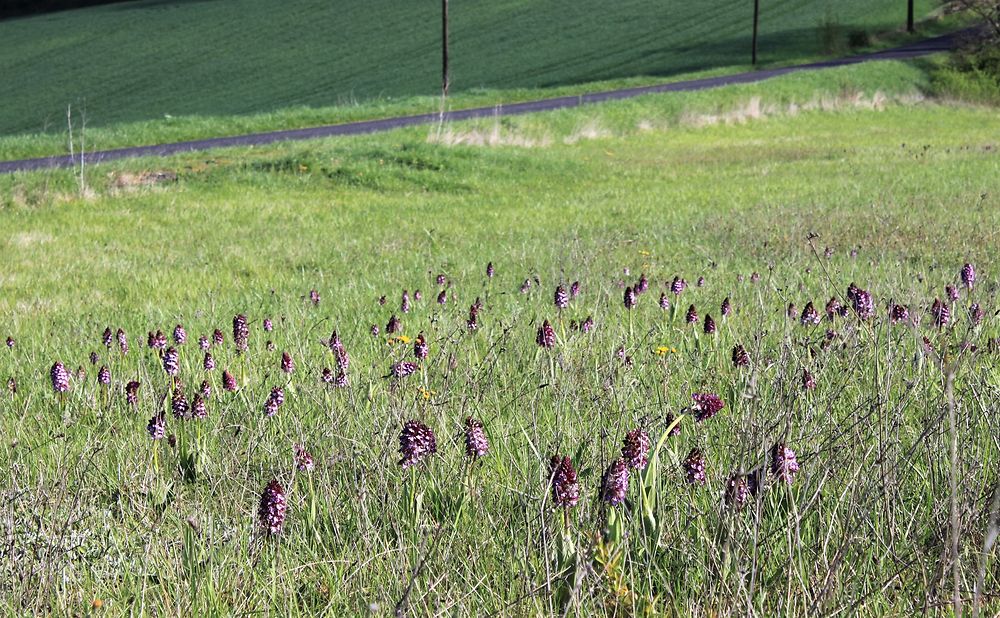 Champ d'orchis