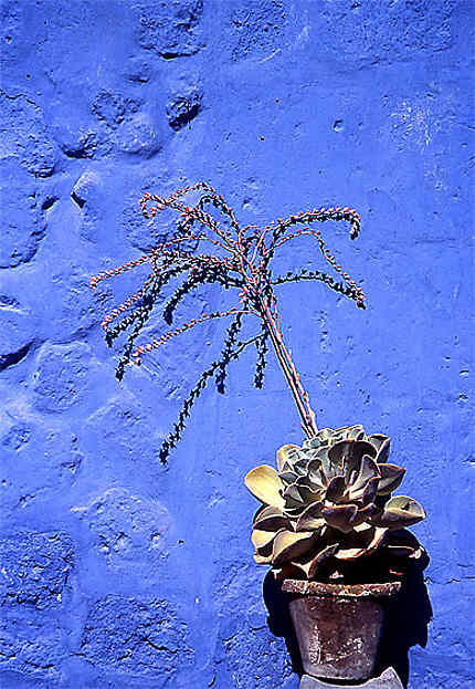 Une plante grasse sur un mur bleu