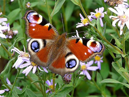 Fleurs bleues et papillon Fleurs bleues et papillon