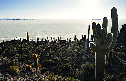 Isla Pescado (Salar d'Uyuni)