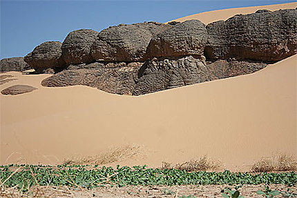 Algérie - Hoggar - Youf Ahakit - Petite pelouse dans le désert