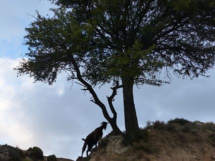 Chèvre acrobate région d'Amari