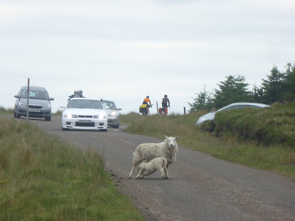 Dans les Highlands, route à Durness