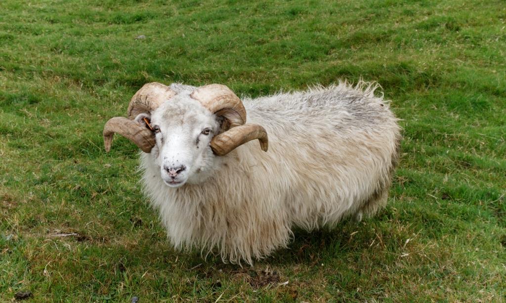 Faroese Faroese