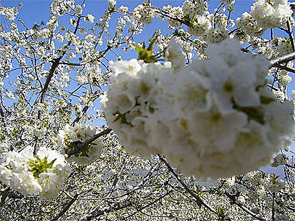 Cerisiers en fleur de la vallée del Jerte