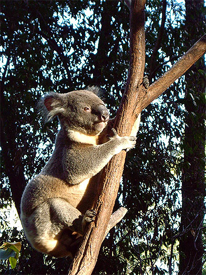 Koala Koala