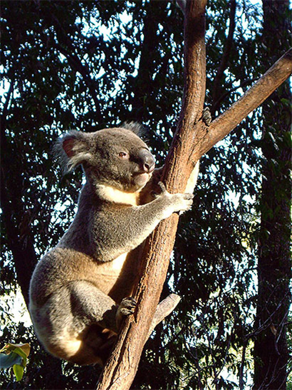 Koala