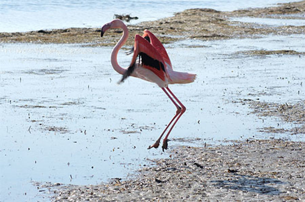 Flamant rose