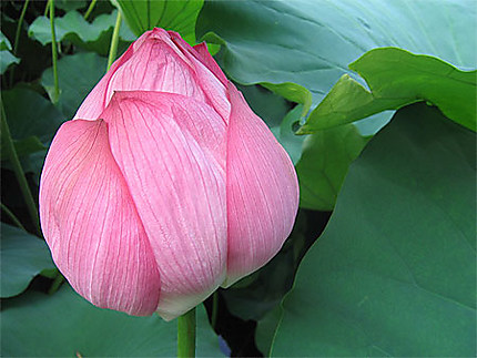 Fleur du Daibutsu