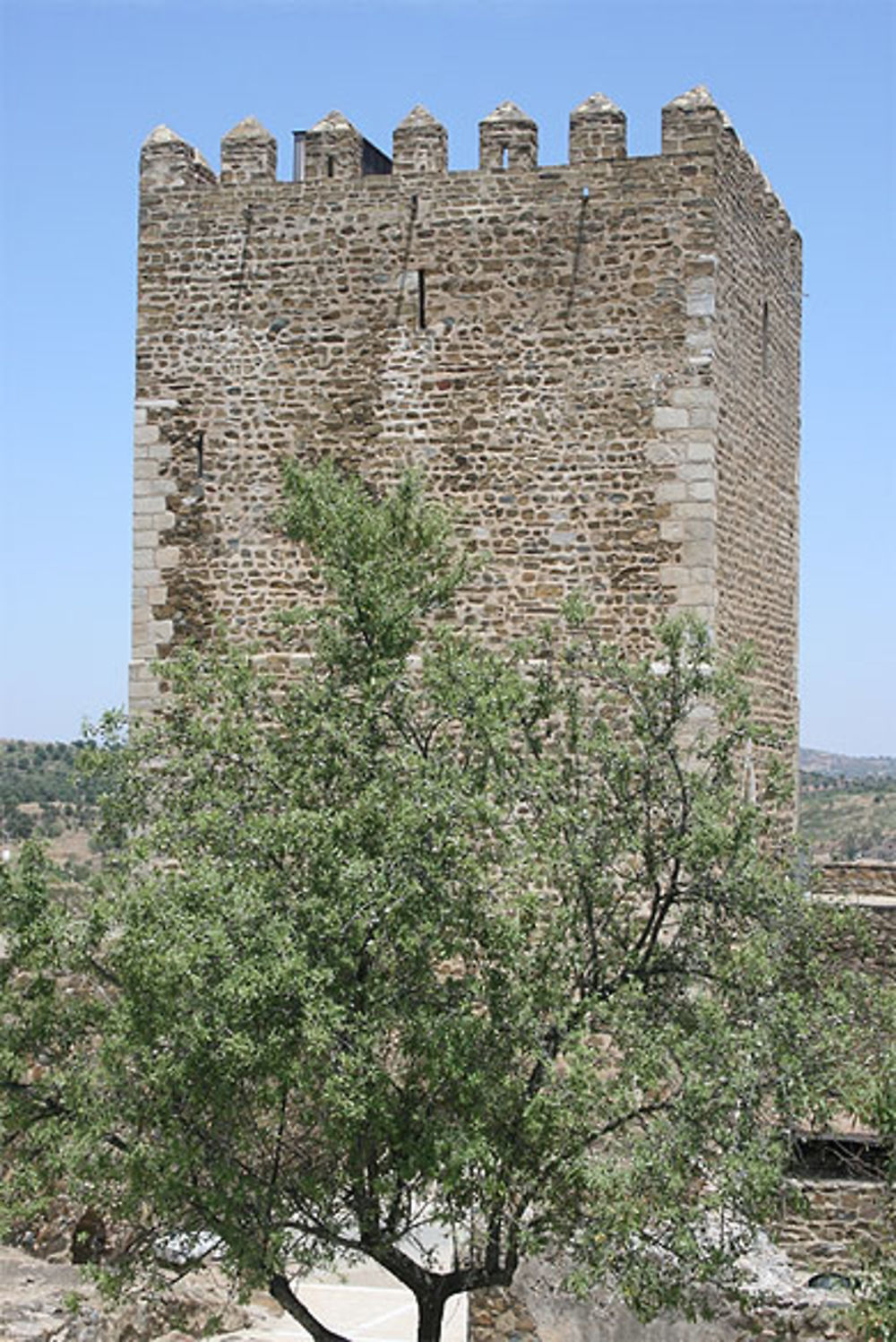 L'olivier et le donjon