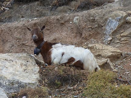 Chèvre des montagnes région d'Amari