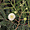 Leucaena leucocephala
