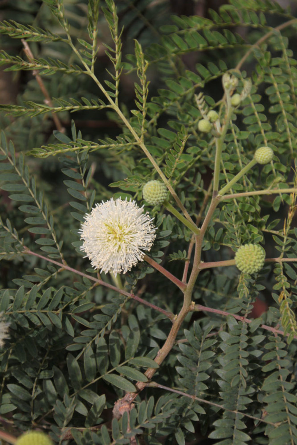 Leucaena leucocephala