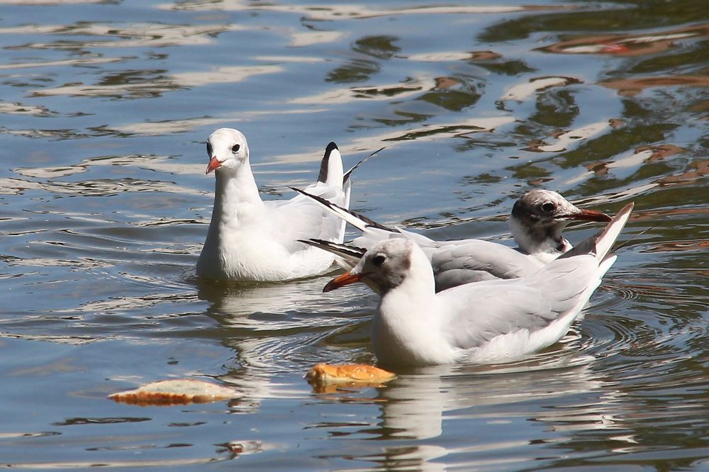 Mouettes à table