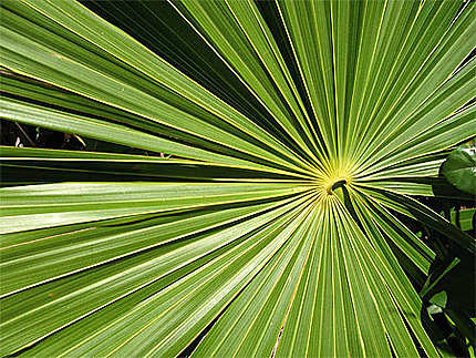 Feuille palmier