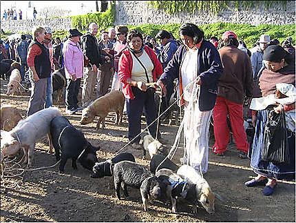 Marché aux bestiaux à Otavalo