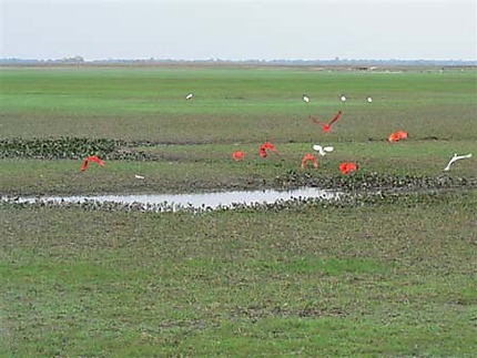 Magestueux envol d'ibis sur les Llanos