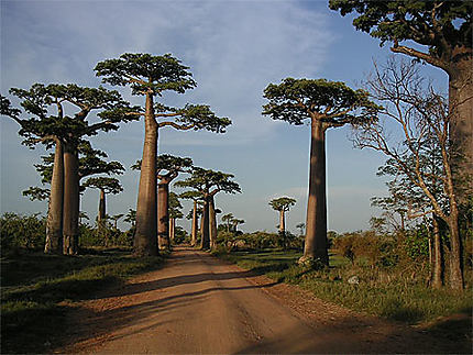 Allée baobab Morondava