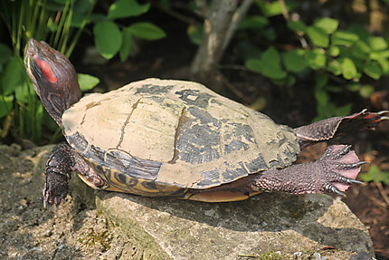 La tortue de Floride