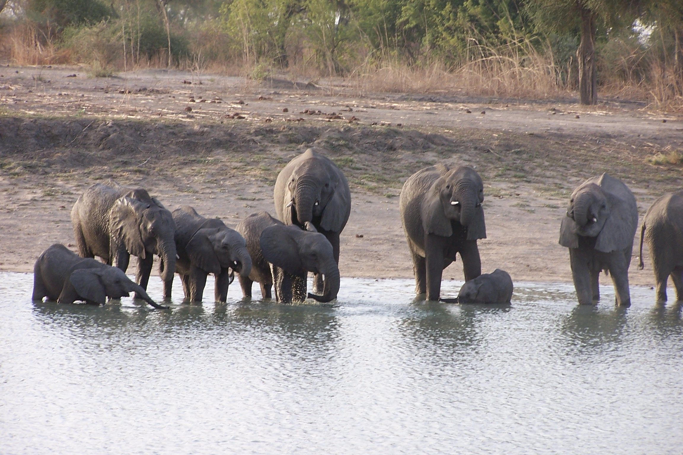 Eléphants au point d'eau dans le parc de Wasa