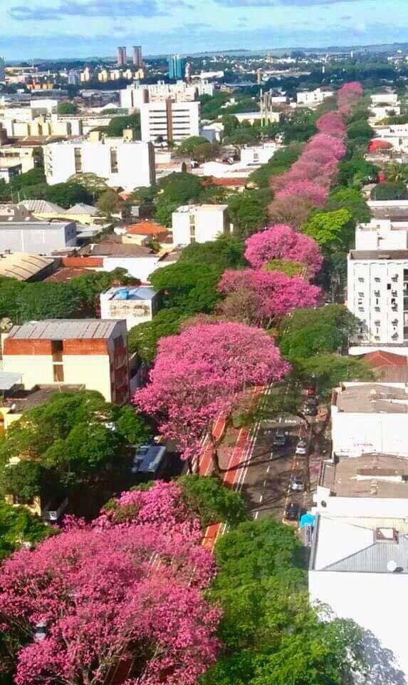 Le printemps chez mon frère à Belo Horizonte