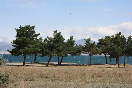 Bouquet d'arbres au Lac Sevan