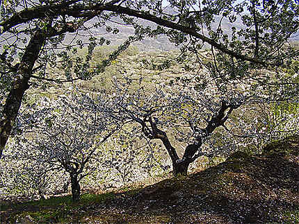 Cerisiers en fleur de la vallée del Jerte 