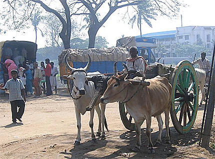 Char à bœufs au Tamil Nadu