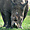 Rhinocéros noir du lac Nakuru