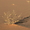 Image du désert nubien