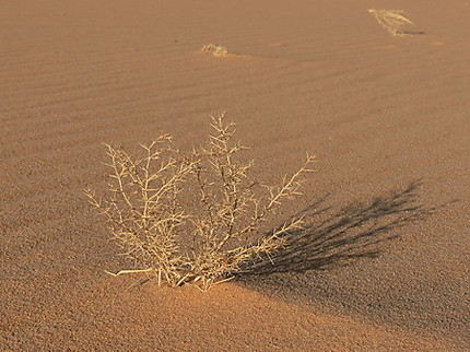 Image du désert nubien
