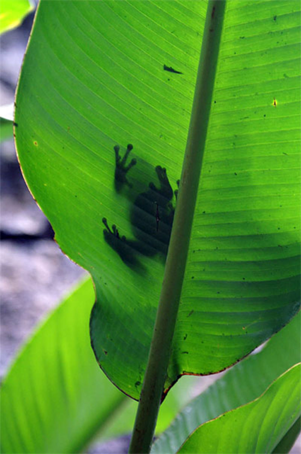 Ombre de grenouille 