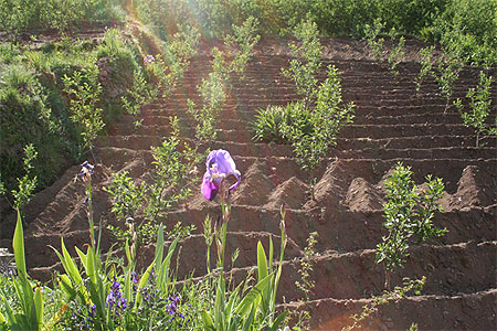 Iris gation Iris gation