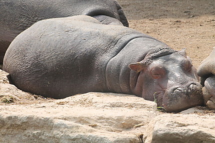 Le sommeil de l'hippopotame